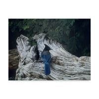 Zaštitni znak likovna umjetnost 'Driftwood Jay' platno umjetnost Ron Parker