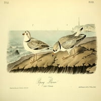 Ptice američke cijevi Plover Plover PLAST PRINT J.J. Audubon