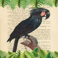 Palm Cockatoo-poster print after Leviane Stepha Lamansha 3,5355