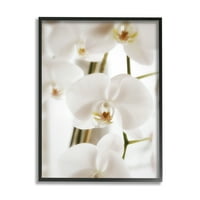 Stupell elegantne latice bijele orhideje botanička i cvjetna fotografija umjetnički tisak u crnom okviru zidna